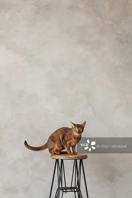 莫斯科椅子上的阿比西尼亚猫肖像图片素材