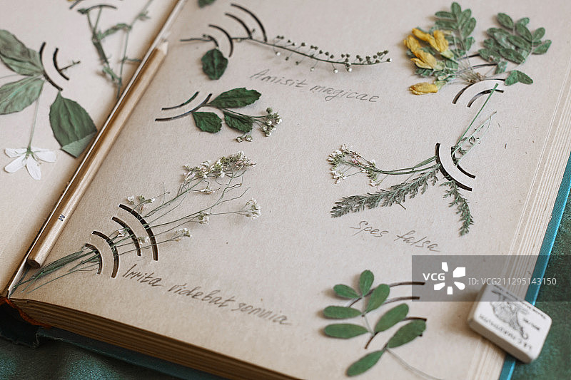 俄罗斯Centralniy桌上书本中的鲜花高角度拍摄图片素材