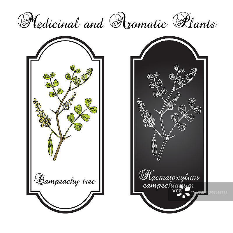 洋苏木树图片素材