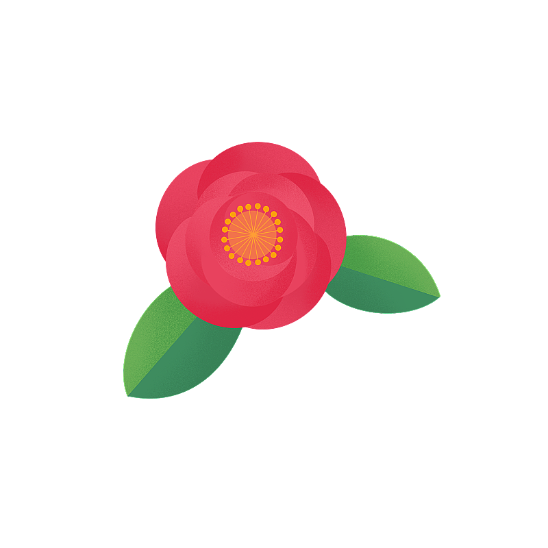 山茶花图片素材