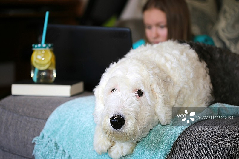 在美国费尔蒙特，一个少女在客厅里用笔记本电脑工作，旁边是她的狗图片素材