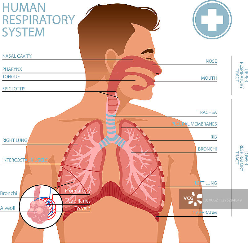 人体呼吸系统图片素材