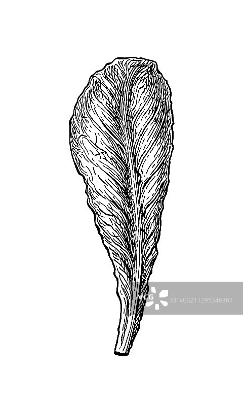 水墨生菜速写图片素材