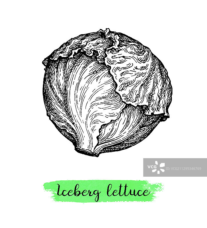 水墨生菜素描图片素材