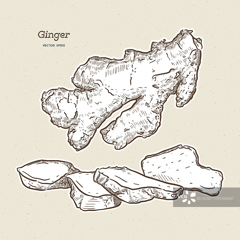 手绘姜的素描图片素材