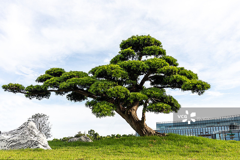 中国特色罗汉松树园艺景观图片素材
