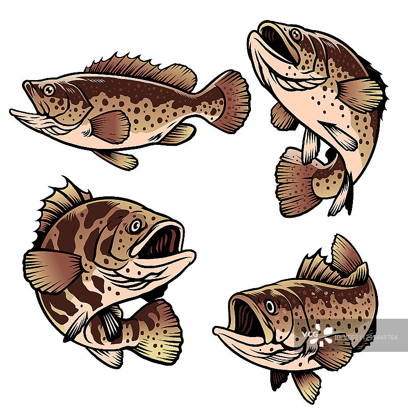 石斑鱼图片素材