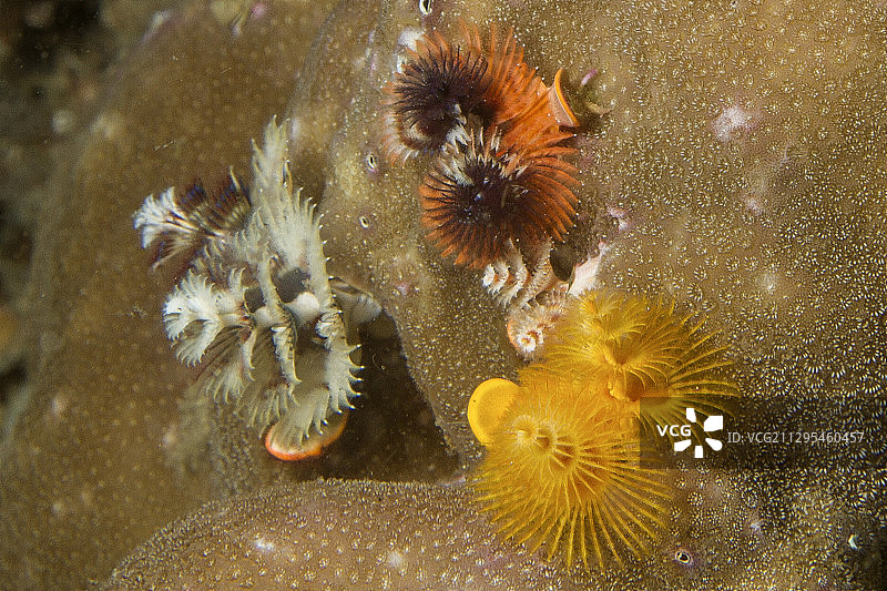 圣诞树虫图片素材