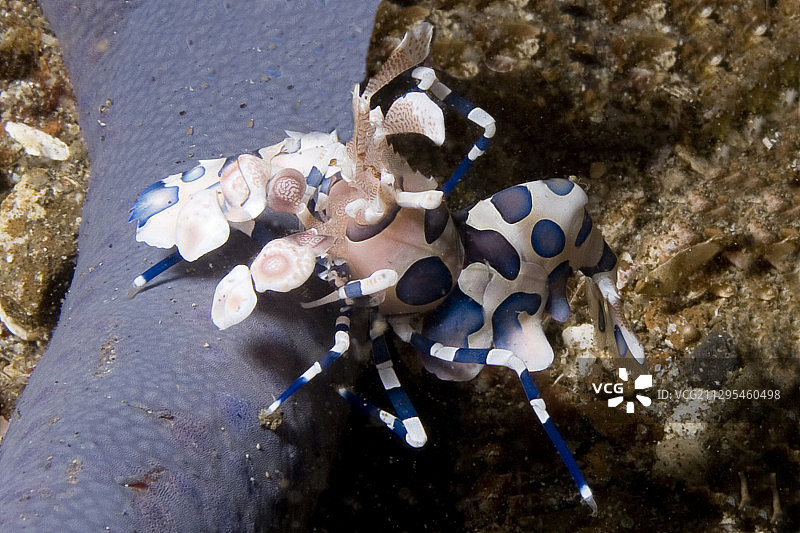 海星上的小丑虾图片素材