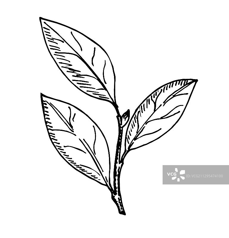 手绘月桂叶图片素材