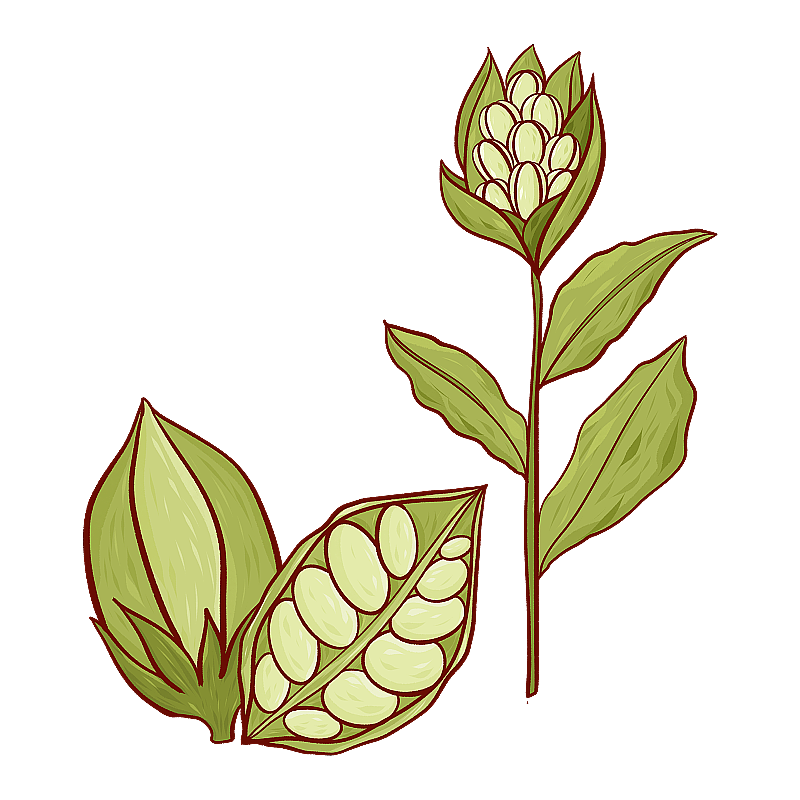 芝麻开花图片素材