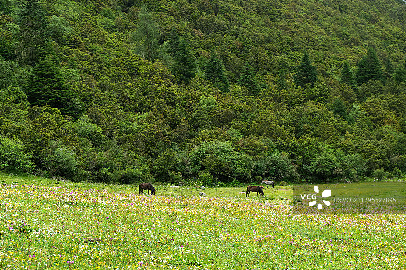 木格措景区图片素材