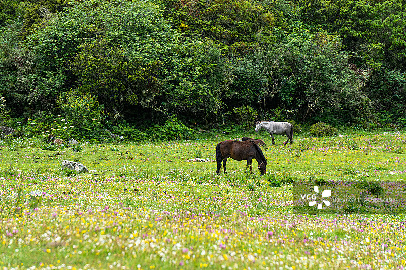 木格措景区图片素材