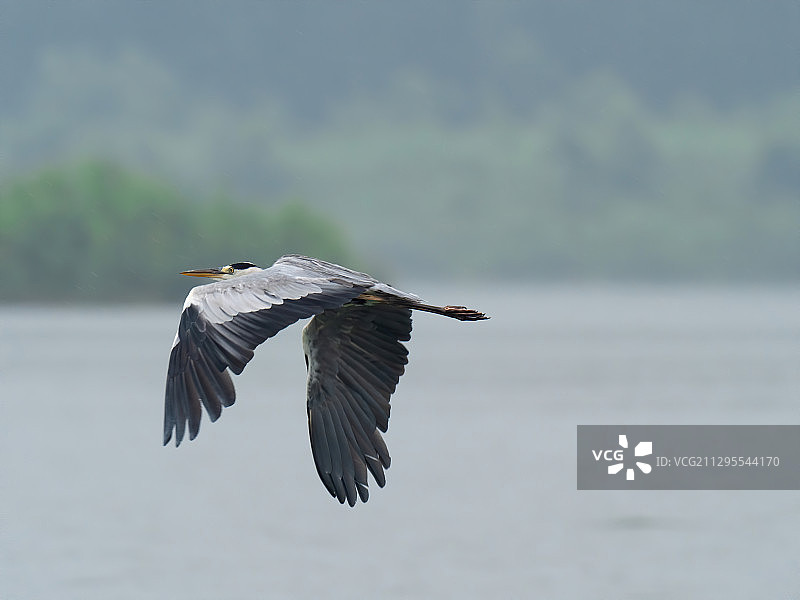 雨中苍鹭图片素材