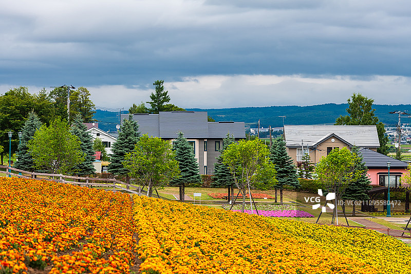 日本北海道富良野花海与房屋户外风光图片素材