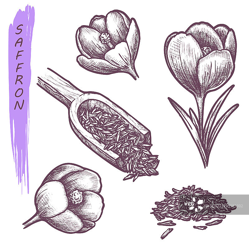 藏红花草药和香料调味植物素描图片素材