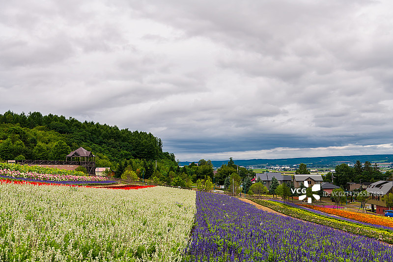 日本北海道富良野彩色花田与房屋户外风光图片素材
