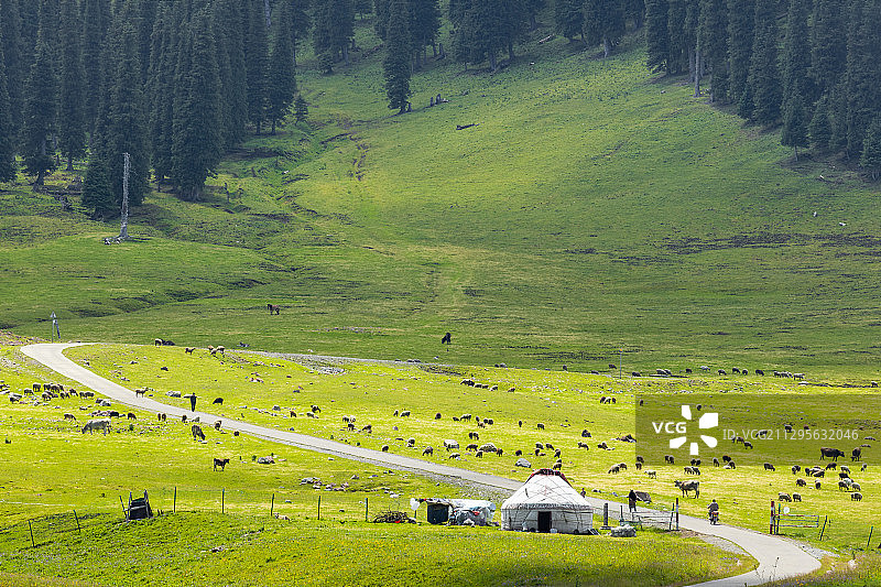 夏季的中国新疆那拉提草原图片素材
