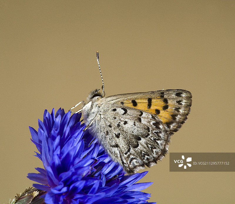 玛丽波萨铜蝴蝶图片素材
