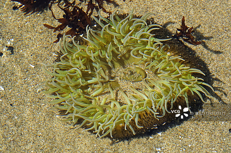 巨型绿色海葵图片素材
