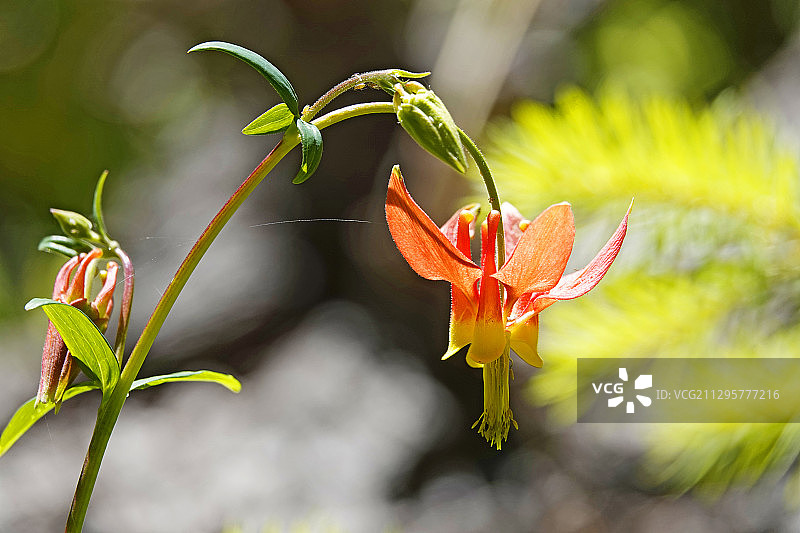 红色耧斗菜野花图片素材