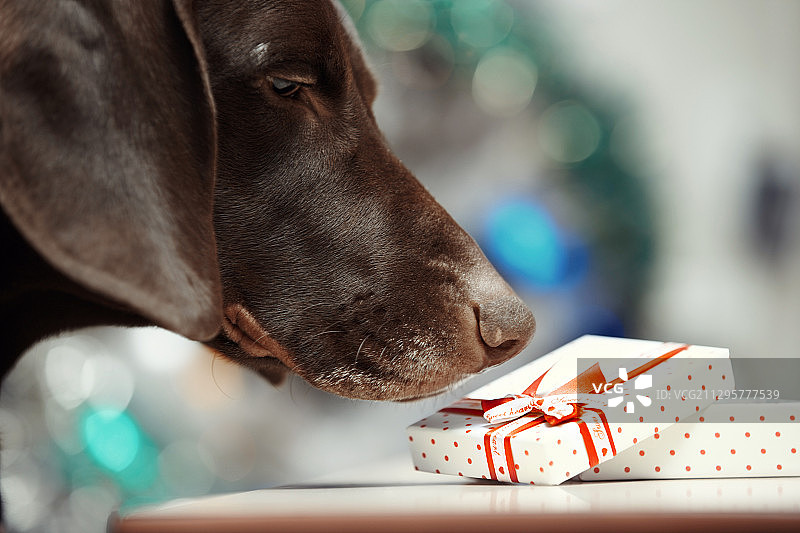 小狗看着礼品盒的肖像图片素材