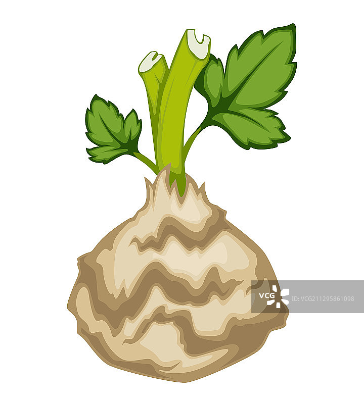 芹菜根和带叶蔬菜图片素材