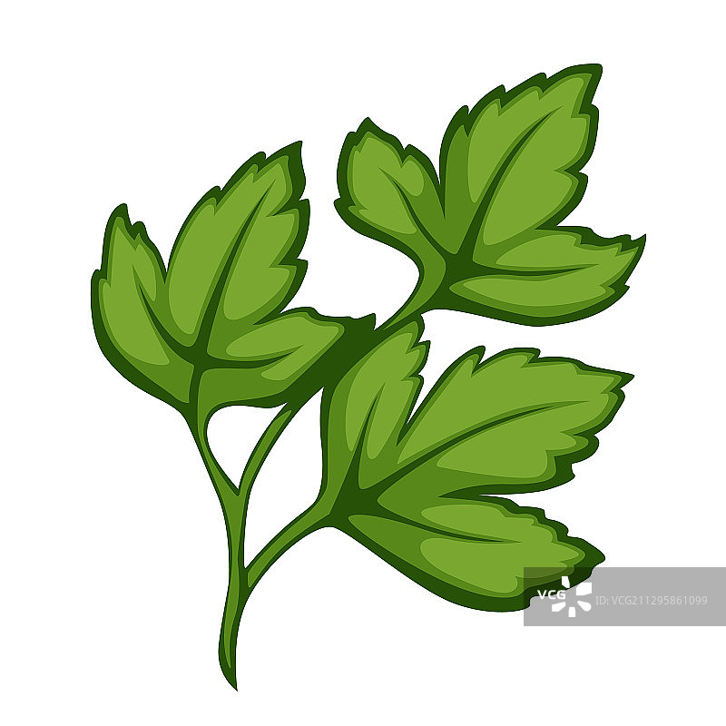 香菜或欧芹——沙拉的绝佳配料图片素材