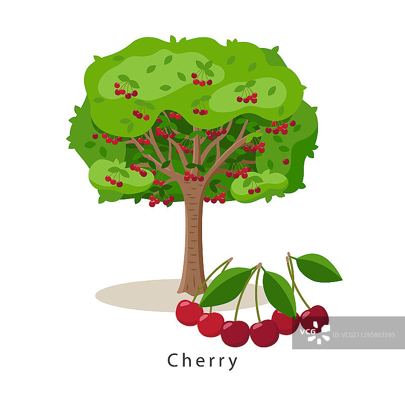 扁平风格的樱桃树图片素材