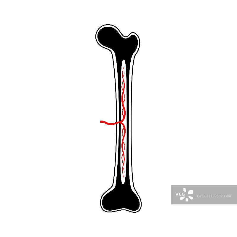 人体骨骼解剖图片素材