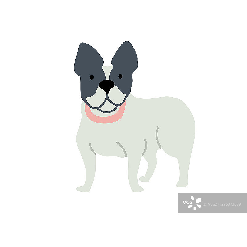白色背景上的扁平化法国斗牛犬图片素材