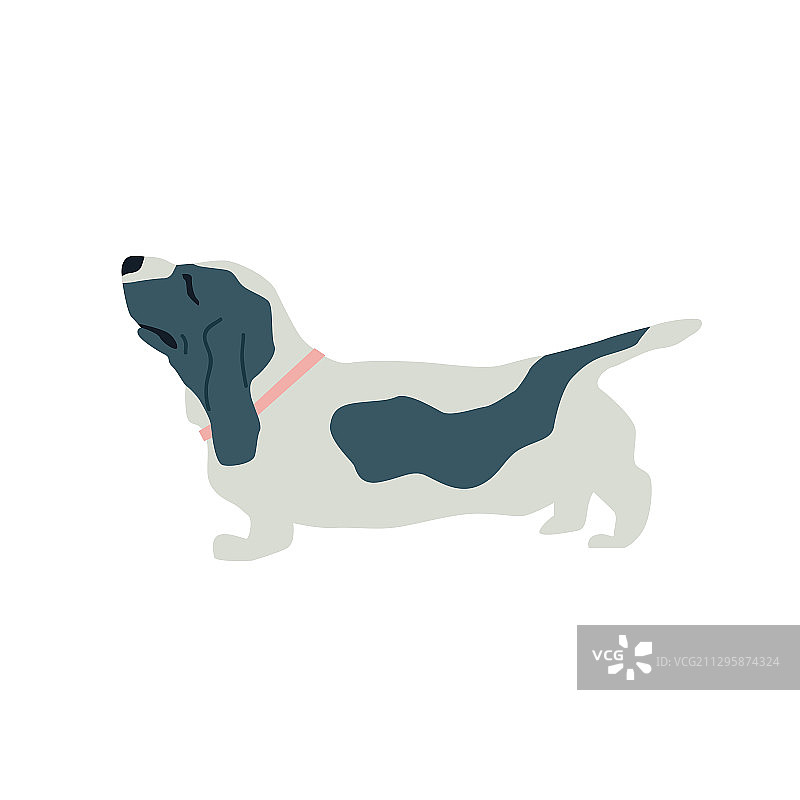 白色背景上的巴吉度猎犬扁平风格图片素材