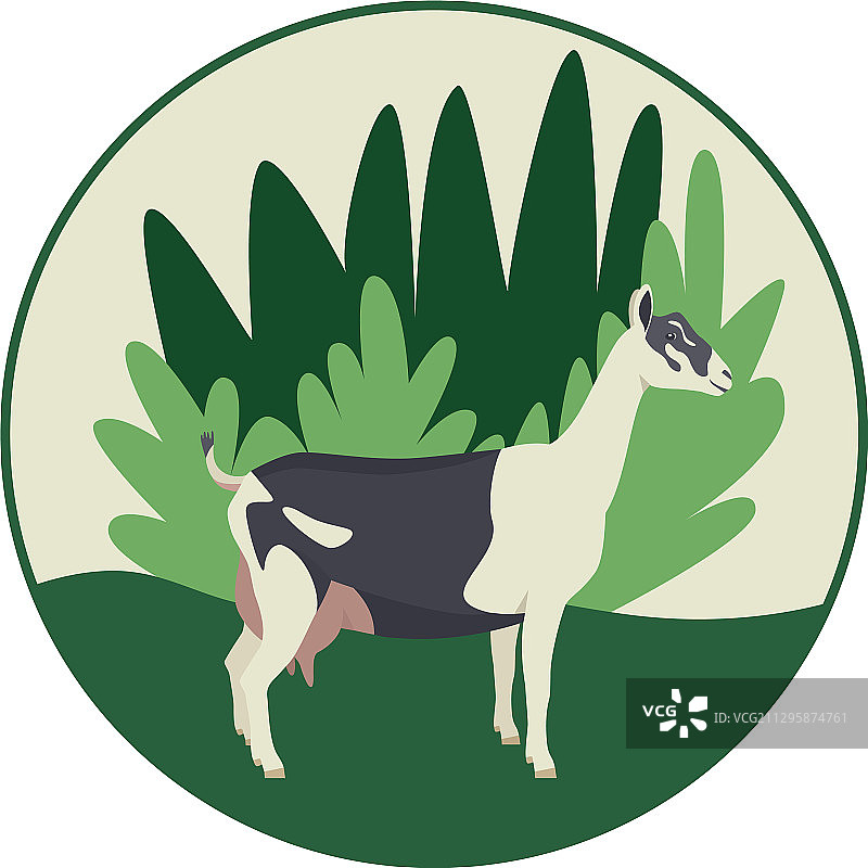 花卉背景上的阿尔卑斯山羊品种图片素材