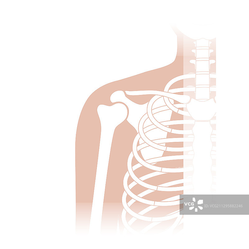 人类肩关节解剖结构图片素材