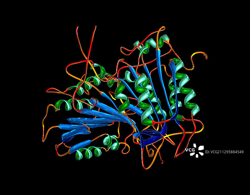 Caspase 1分子图片素材