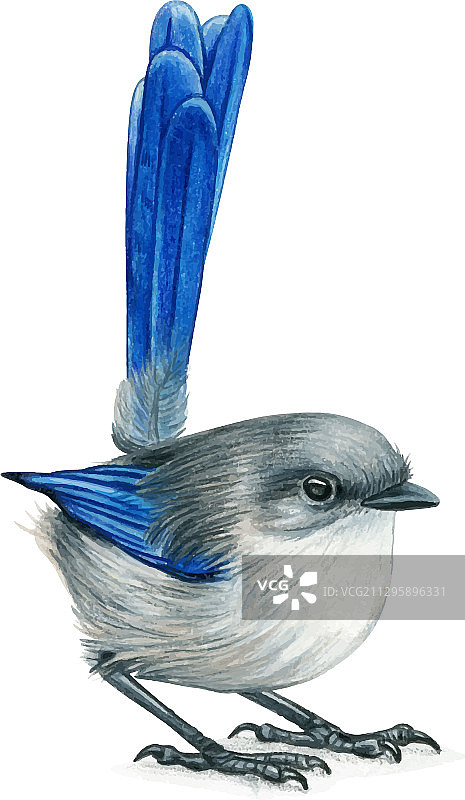 手绘仙女鹪鹩水彩鸟图片素材