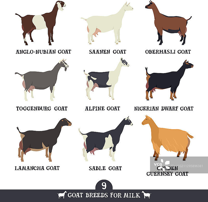 九种家养山羊扁平风格图片素材