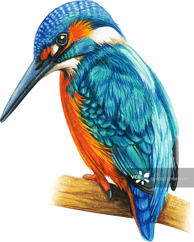 手绘翠鸟水彩图片素材