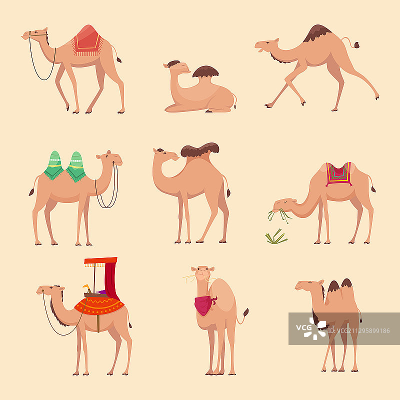 沙漠骆驼非洲趣味动物图片素材