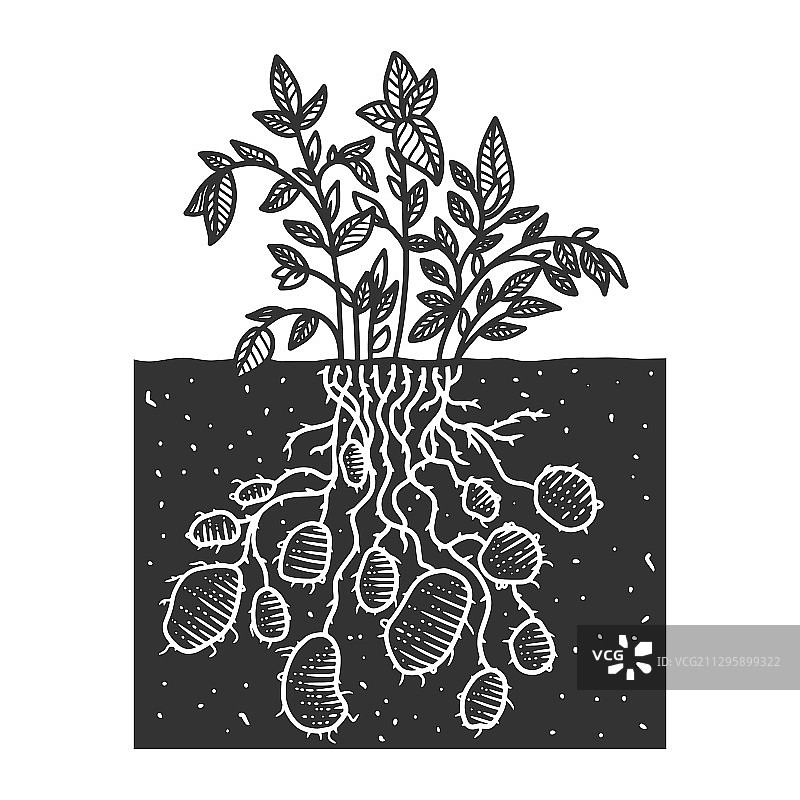 土豆植物素描图片素材