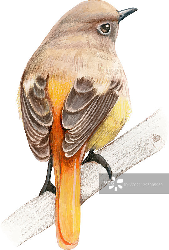 手绘红尾鸲鸟水彩画图片素材