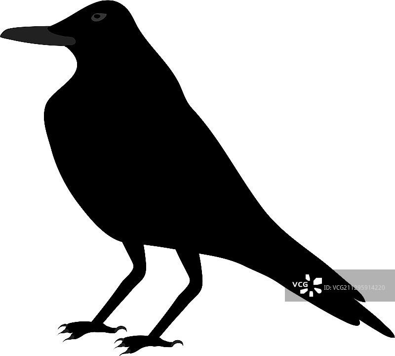黑乌鸦图片素材