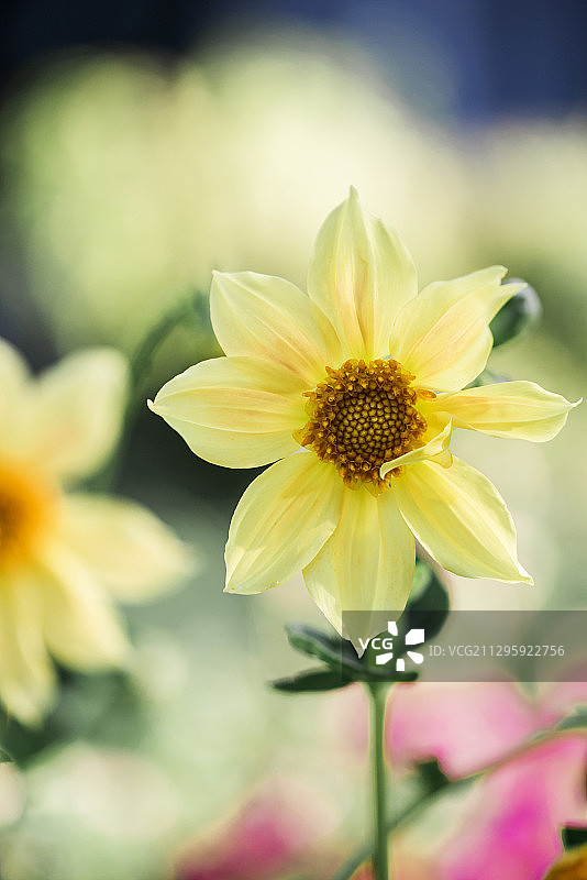 抽象色调的勋章菊图片素材