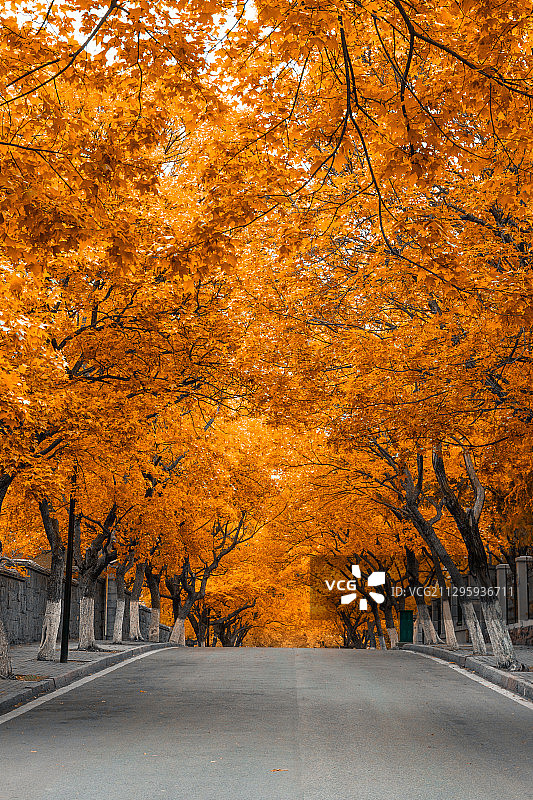 青岛八大关秋景图片素材