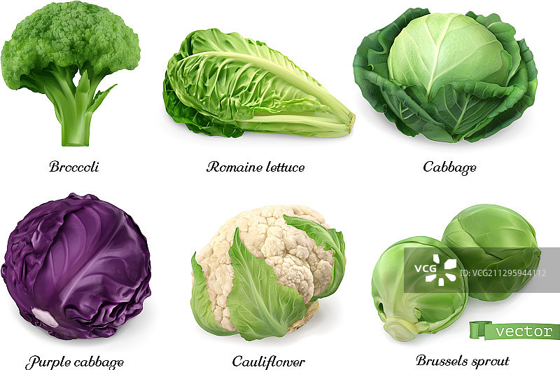 写实的白菜和莴苣叶类蔬菜图片素材