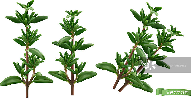 百里香3D逼真效果图图片素材