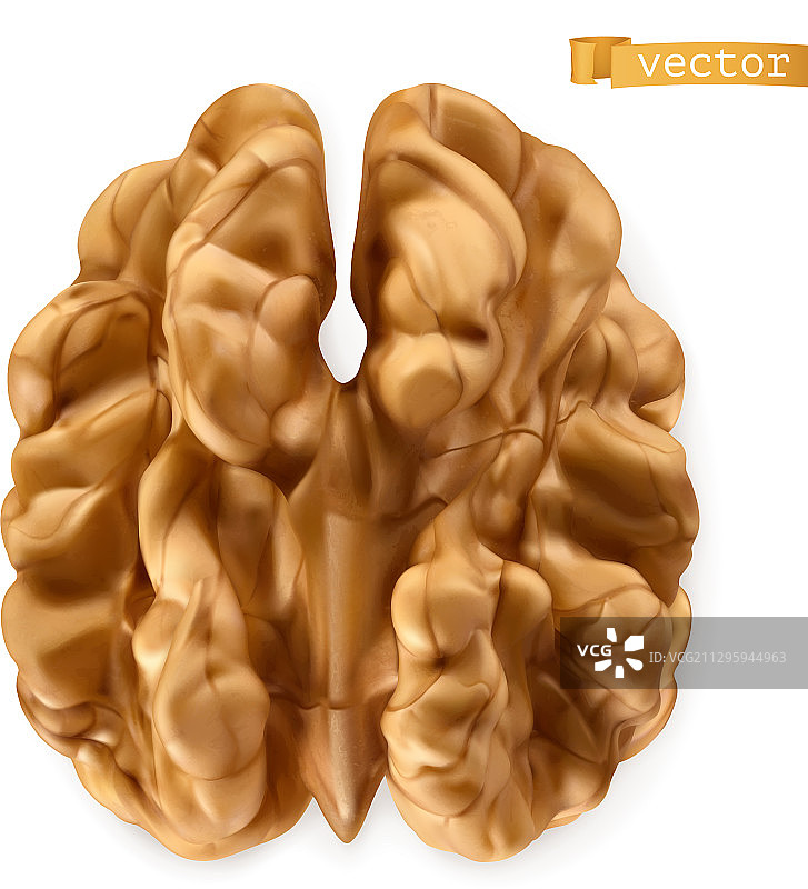 3D拟真核桃仁图片素材