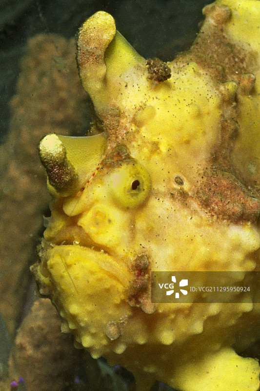 疣状躄鱼特写图片素材