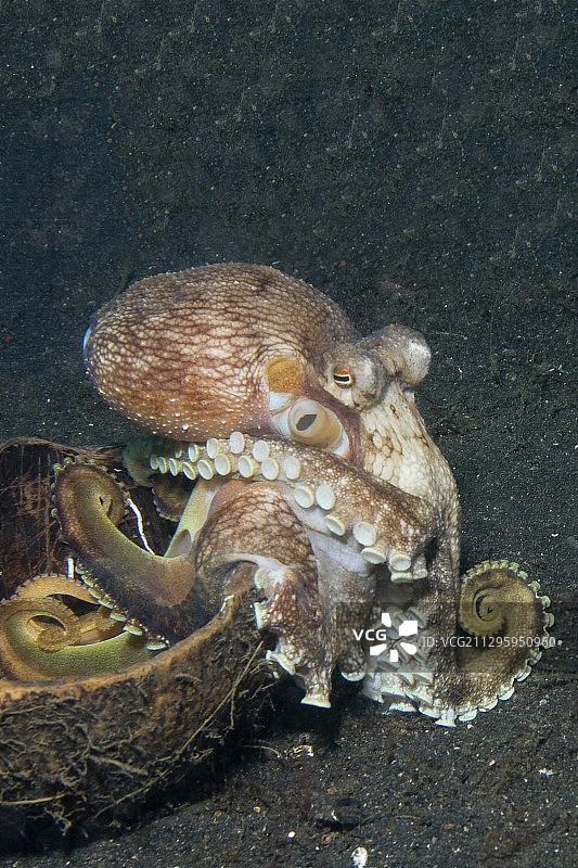 椰子章鱼图片素材