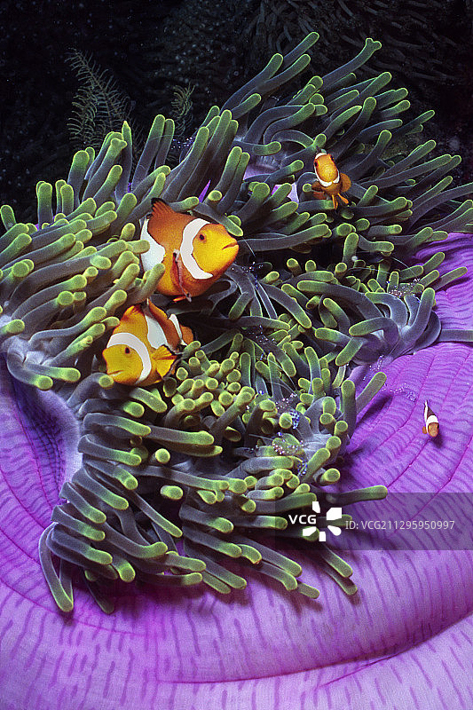 壮丽海葵中的小丑鱼图片素材